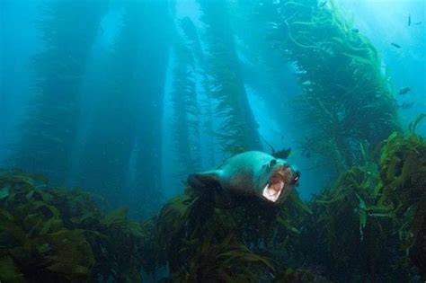 Fighting Ocean Acidification With Underwater Forests - raincitystudios.com