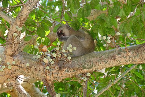 Figs: The Vital Forest Species - Living on Earth - raincitystudios.com