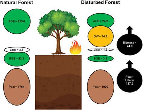 Figure 10 from Estimating forest carbon fluxes in a disturbed ... - raincitystudios.com