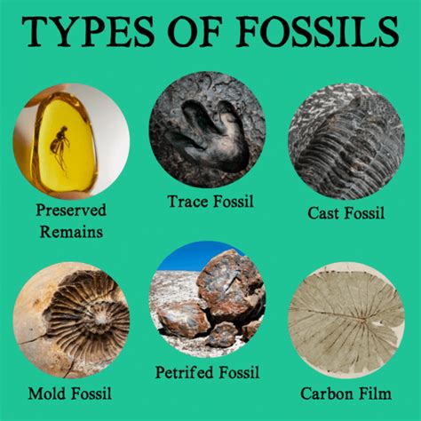 Figure Types Of Fossils vectors - Shutterstock - muktibox.com
