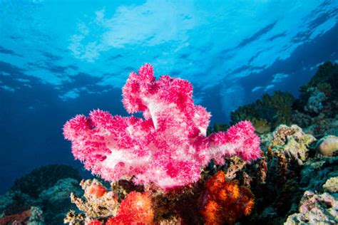 Fiji Soft Coral & Shark Bonanza Photo … - raincitystudios.com