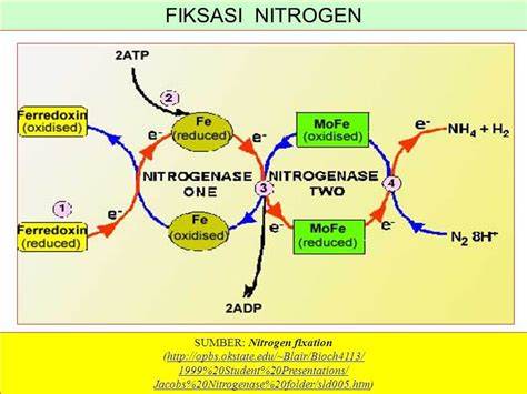 Fiksasi nitrogen - Wiki Berbudi - raincitystudios.com