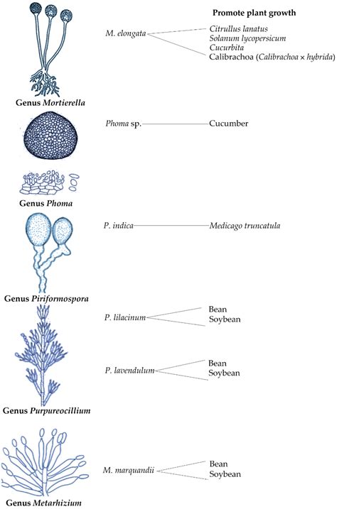 FILAMENTOUS FUNGI - microbiologybook.org