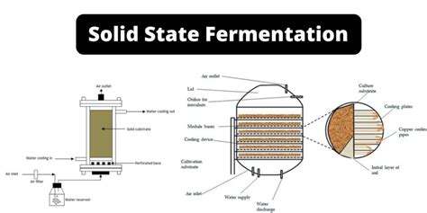 Filamentous fungi processing by solid-state fermentation - muktibox.com