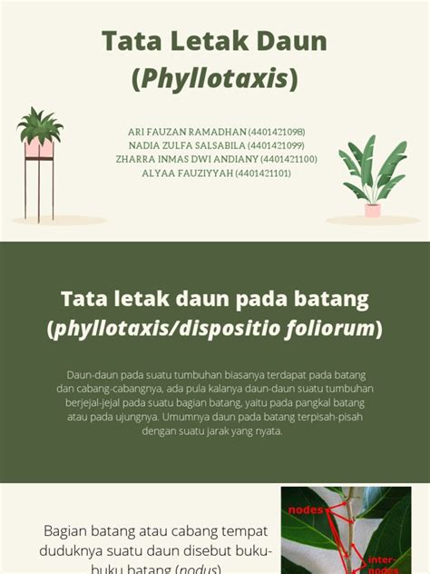 Filotaksis dan Tata Letak Daun | PDF | Sains & Matematika - wintechmobiles.com