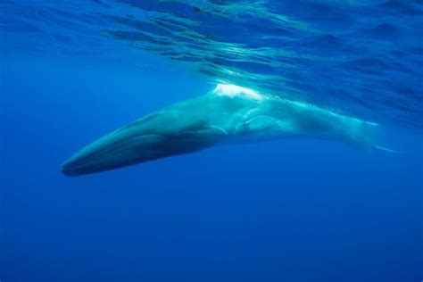 Fin Whale - Facts, Diet, Habitat & Pictures on Animalia.bio - muktibox.com