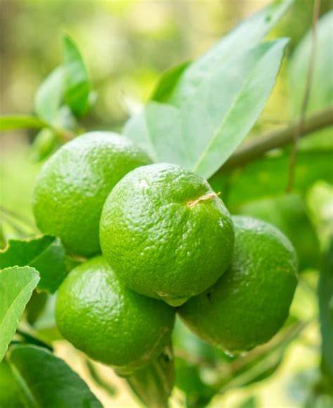 Financial feasibility of lime (citrus aurantifolia) farming in Tanah ... - raincitystudios.com
