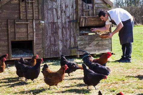 Financial Potential of Poultry Farming Profit Per Chicken - raincitystudios.com