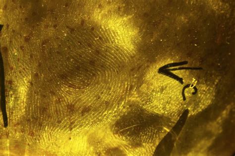 Fingerprint Powder vs. Chemical Processing: A … - wintechmobiles.com