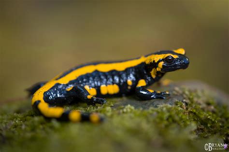 Fire salamander | amphibian | Britannica - muktibox.com