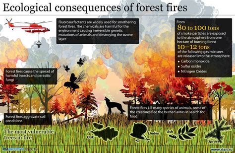 Fires, ecological effects of - US Forest Service - raincitystudios.com