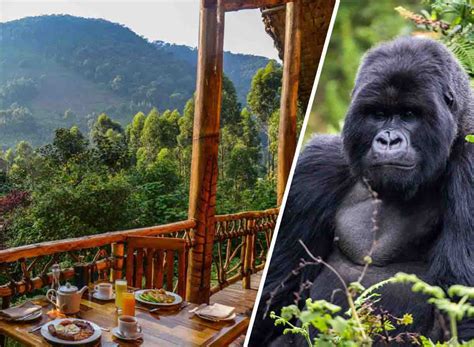First Gorilla Trekking Uganda Adventure - balustradellc