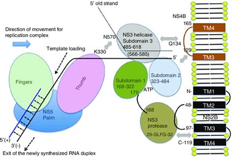 First mapping of NS4B interactions across eight orthoflaviviruses ... - muktibox.com