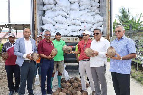 First shipment of Brazilian Green Dwarf Coconuts arrives in Guyana - raincitystudios.com
