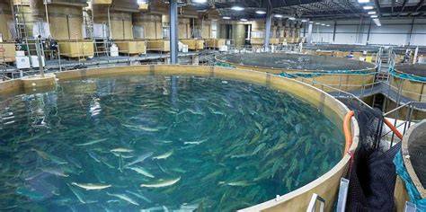Fish Farming Industry - High Country Fusion - raincitystudios.com