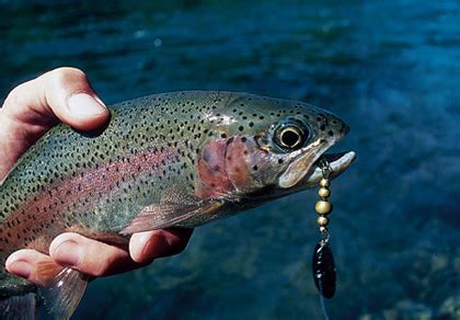 Fish For Rainbow Trout On An Alpine Lakes - balustradellc