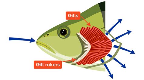 Fish gill - muktibox.com