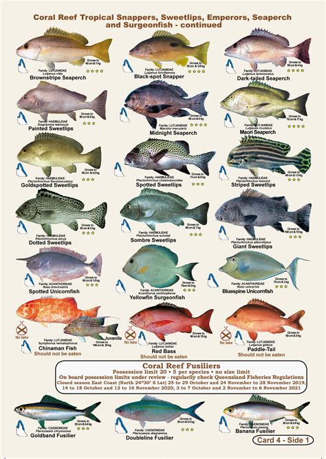 Fish identification - Underwater Asia - muktibox.com