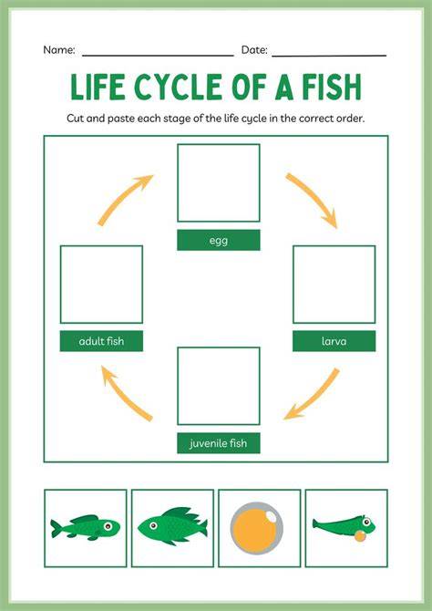 Fish Life Cycle Activity | Marine Science Research Project - TPT - raincitystudios.com