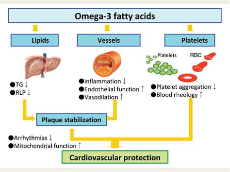 Fish oil and omega-3 fatty acids in cardiovascular … - balustradellc