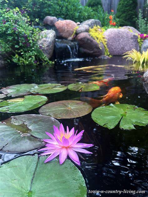 Fish Pond - Tremco Australia - raincitystudios.com