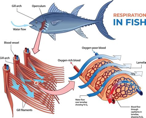 Fish Respiratory System | Overview & Function - muktibox.com