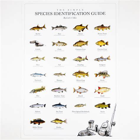 Fish species identification - raincitystudios.com
