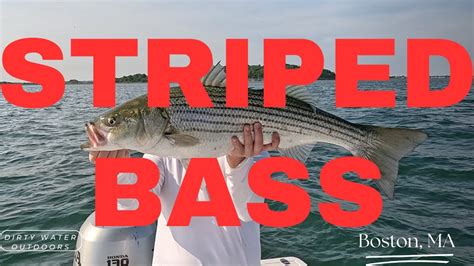 FISHING LINES: Great striper action in Boston Harbor - Enterprise News