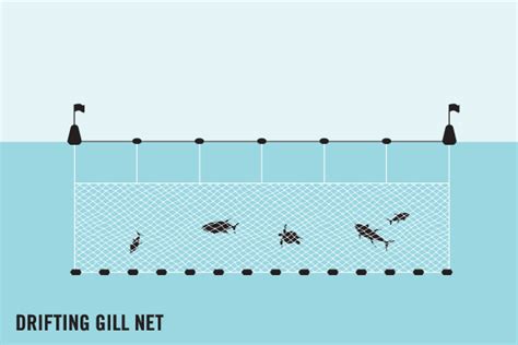 Fishing techniques with a gill net #fishingtechniques #ruralfishing # ... - balustradellc