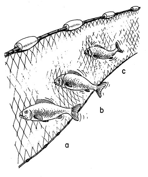 fishing with bottom gillnets - balustradellc