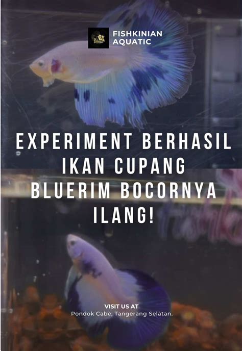 FISHKINIAN MORNING - balustradellc