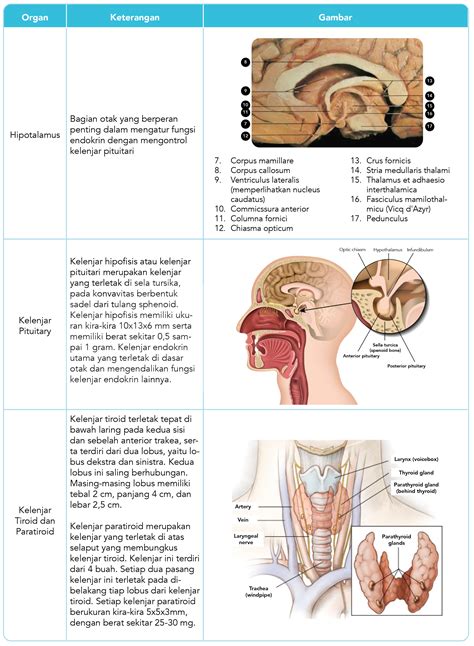 Fisiologi sistem glandula endocrina - Ringkasan - muktibox.com