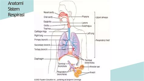 Fisiologi Sistem Respirasi - Ringkasan & Penjelasan … - muktibox.com