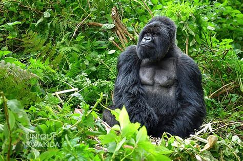 Fitness Tips for Gorilla Trekking in Rwanda - Eco Adventure Safaris - balustradellc