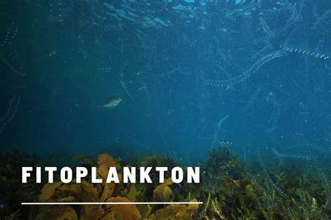 Fitoplankton: Pengertian dan Perannya dalam Perairan - raincitystudios.com