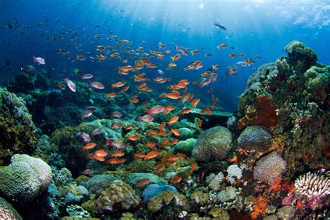 Five Best Places to Dive in Bali - Scuba Diving - balustradellc