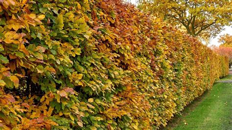 Five classic garden hedges for shelter, privacy and beauty - balustradellc