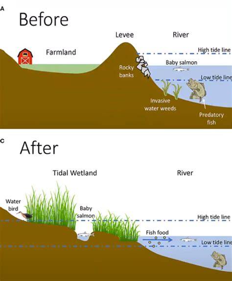 Five estuary species that rely on climate … - raincitystudios.com