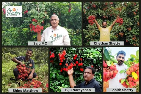 Five farmers harvesting bumper profits from rambutan … - raincitystudios.com
