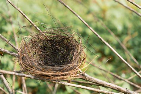 five gendorowo nest trees | kreator viral - raincitystudios.com