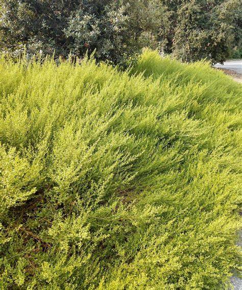 Five Natives for Slope Retention in Southern California - raincitystudios.com