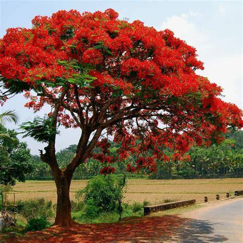 Flamboyant Tree (Delonix regia) - JungleDragon - raincitystudios.com