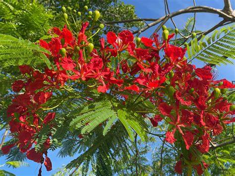 Flamboyant Tree - Definition, Growth, Symbolism - raincitystudios.com