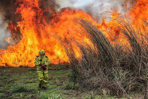 Flammable invasive grasses are increasing risk of … - raincitystudios.com