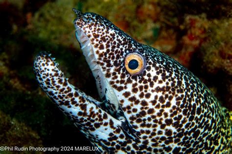 Flash Sync Speed : 1/200 vs 1/400 - Photography Gear … - balustradellc