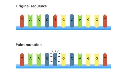 FLEx Technology Your solution to induce a point mutation