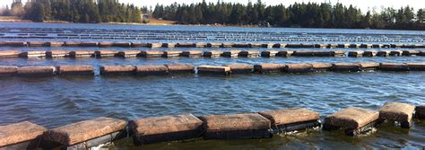 Floating Bag Oyster Culture | Growing Oysters - Go Deep - balustradellc