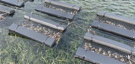 Floating bags have the potential to minimise oyster farming impacts on ... - balustradellc