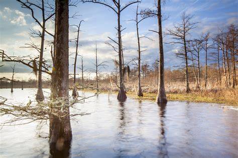 Floodplain Forests—Key Forest Ecosystems for Maintaining and ... - raincitystudios.com