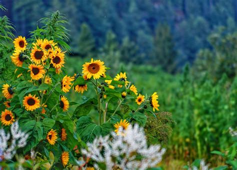 Flora | lorentznationalpark - muktibox.com